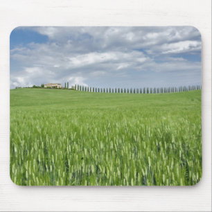 Wheat field and drive lined by stately cypress mouse pad