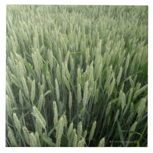 Wheat field ceramic tile