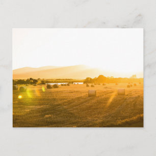 Wheat Field Dornoch, North Scotland, UK Postcard