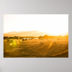 Wheat Field   Dornoch, North Scotland, UK Poster