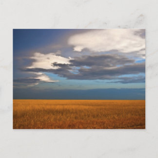 Wheat Field Fine Oil Painting Post Card