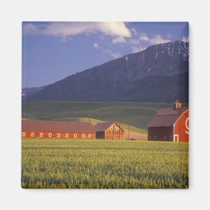 Wheat field in the Wallowa Valley, Just outside Magnet