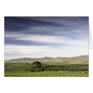 Wheat field landscape, Caledon area, Western