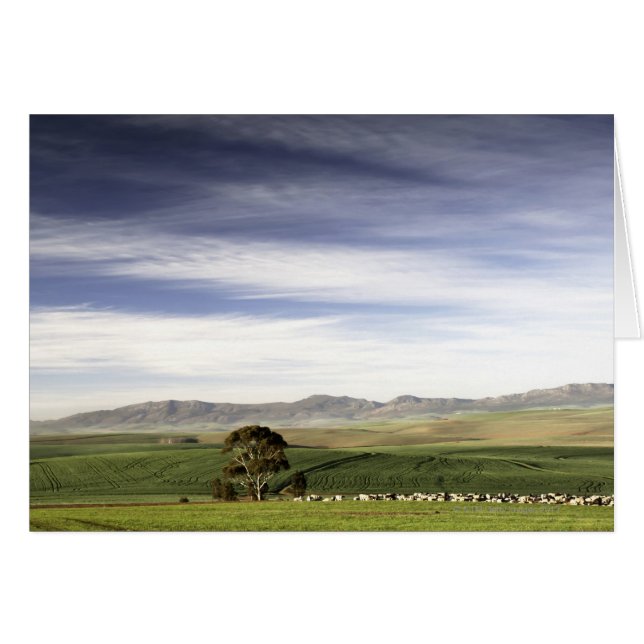 Wheat field landscape, Caledon area, Western (Front Horizontal)