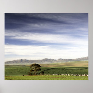 Wheat field landscape, Caledon area, Western Poster