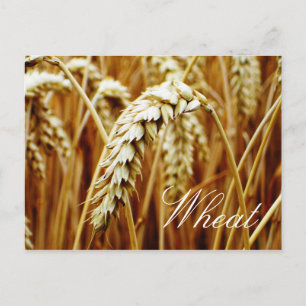 Wheat Field Postcard