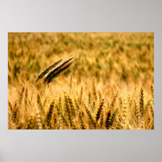 Wheat field poster