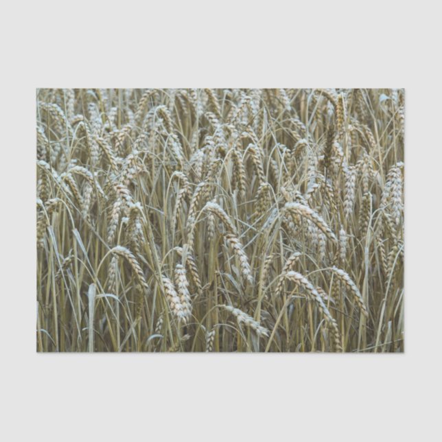 Wheat Field Tissue Paper (Front)