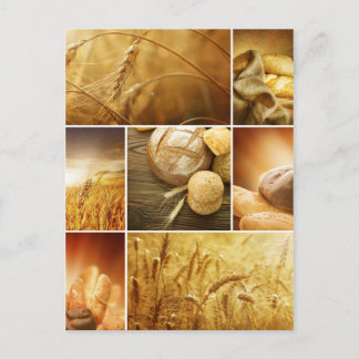 Wheat.Harvest concepts.Cereal collage Postcard