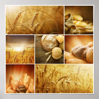 Wheat.Harvest concepts.Cereal collage Poster