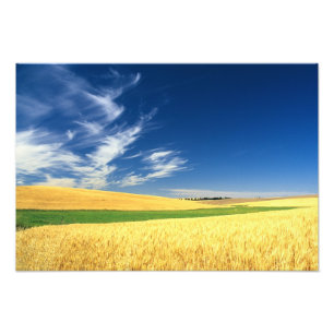 Wheat harvest on the Palouse in Eastern Photo Print