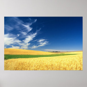 Wheat harvest on the Palouse in Eastern Poster