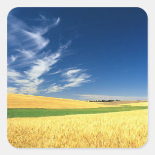 Wheat harvest on the Palouse in Eastern Square Sticker