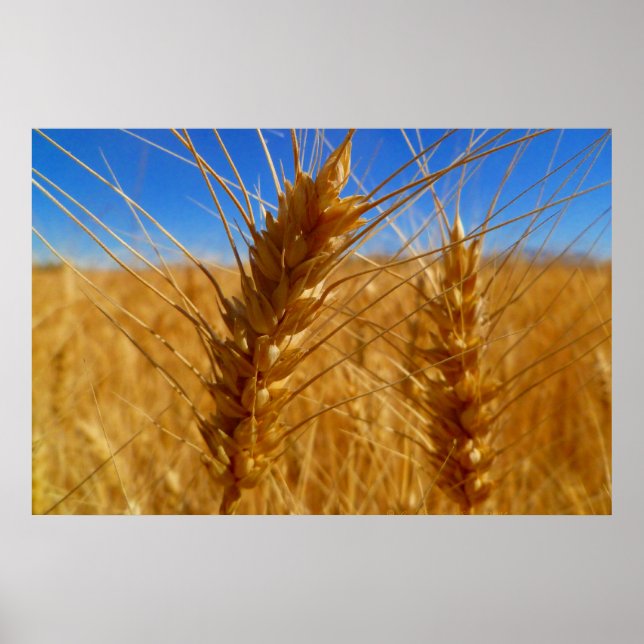 Wheat Poster (Front)