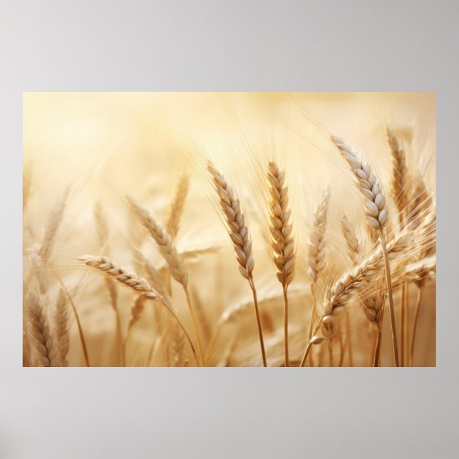 Wheat Sunset Tranquil Peaceful Nature  Poster (Front)
