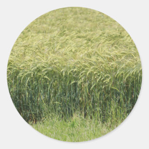 Wheat - Tasty! Classic Round Sticker