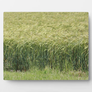 Wheat - Tasty! Plaque