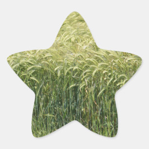 Wheat - Tasty! Star Sticker