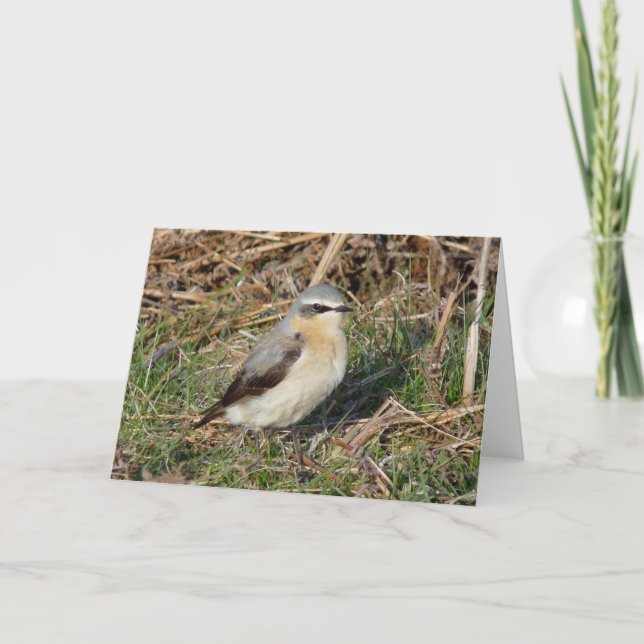 "Wheatear" Card (Front)