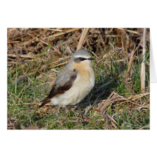 "Wheatear" Card