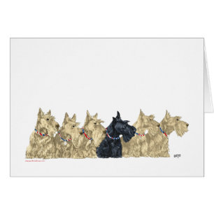 Wheaten & Black Scotties in a Line