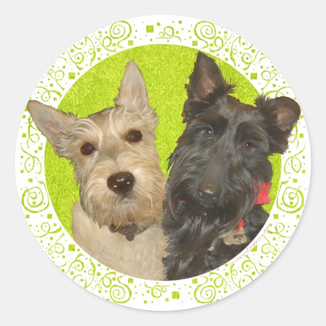 Wheaten & Black Scottish Terriers Classic Round Sticker (Front)