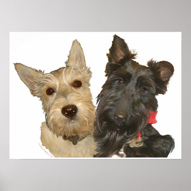 Wheaten & Black Scottish Terriers Poster (Front)