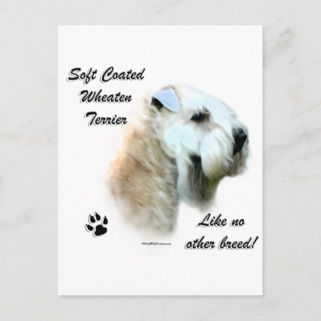 Wheaten Like No Other Breed Postcard (Front)