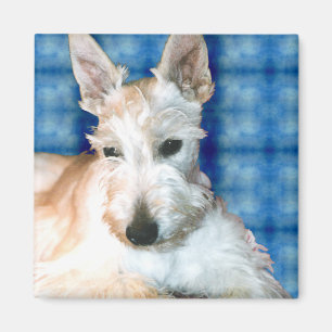 Wheaten Scottie Magnets