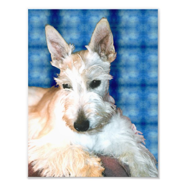 Wheaten Scottie Photo Print (Front)