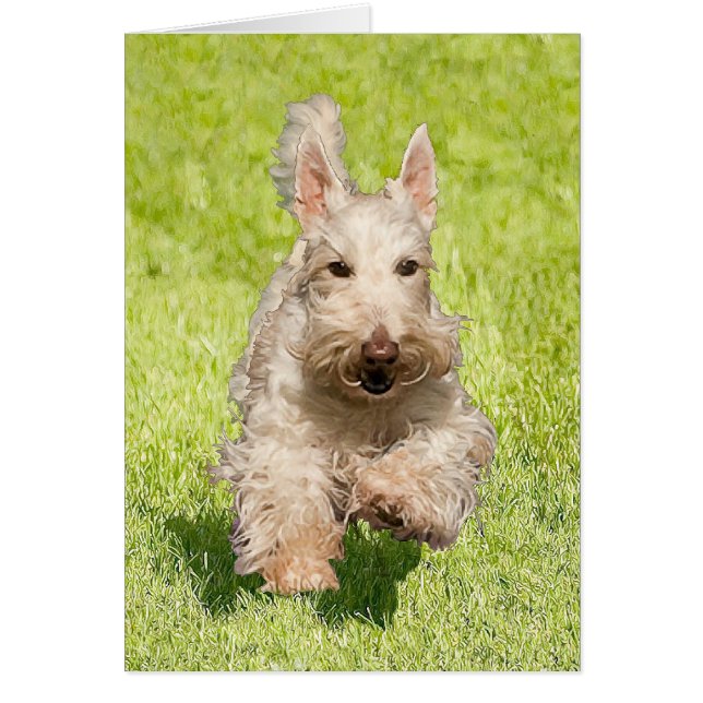 Wheaten Scottie Running Free (Front)