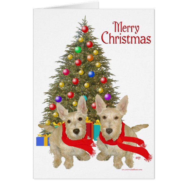 Wheaten Scottish Terrier Chirstmas (Front)