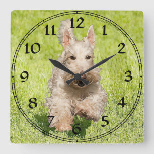 Wheaten Scottish Terrier Clock