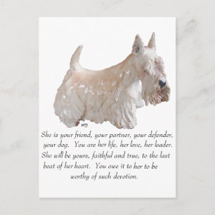 Wheaten Scottish Terrier - FEMALE Dog Postcard