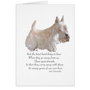 Wheaten Scottish Terrier Rainbow Bridge