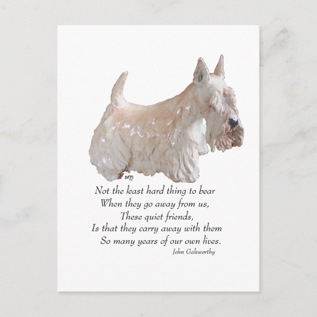 Wheaten Scottish Terrier Rainbow Bridge Postcard (Front)