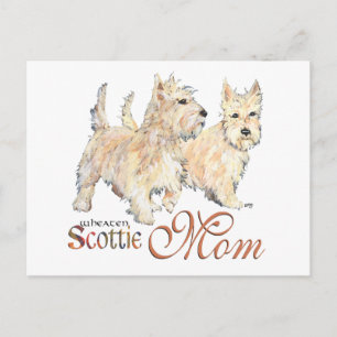 Wheaten Scottish Terriers for Mother's Day Postcard