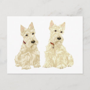 Wheaten Scottish Terriers Postcard