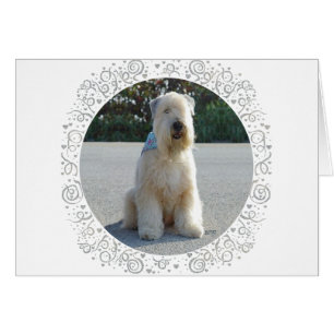 Wheaten Terrier