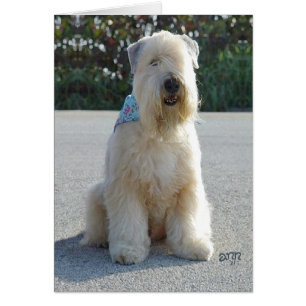 Wheaten Terrier