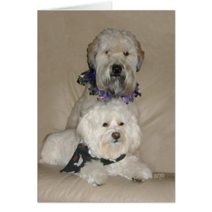 Wheaten Terrier and Havanese