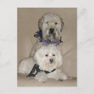 Wheaten Terrier and Havanese Postcard