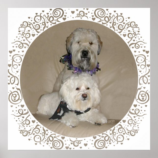 Wheaten Terrier and Havanese Poster (Front)