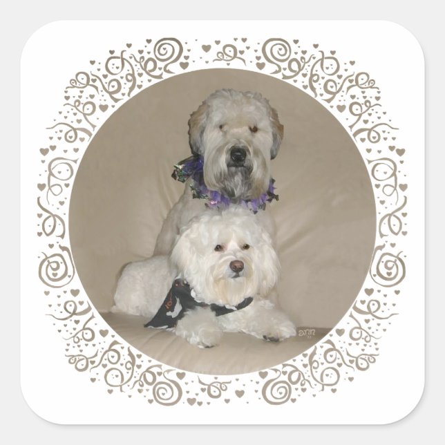 Wheaten Terrier and Havanese Square Sticker (Front)