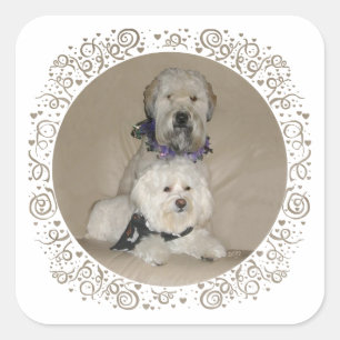 Wheaten Terrier and Havanese Square Sticker