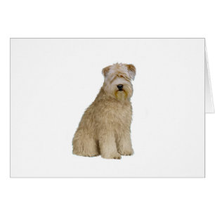 Wheaten Terrier (B) (sit)