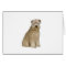 Wheaten Terrier (B)  (sit)