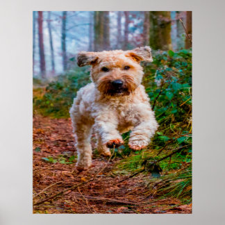Wheaten Terrier Dog. Poster