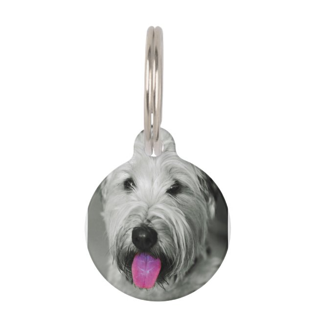 Wheaten Terrier Pet Tag (Front)
