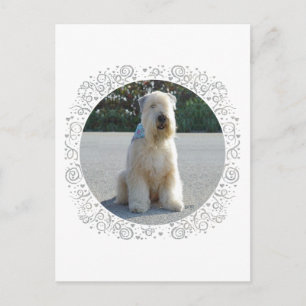 Wheaten Terrier Postcard